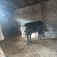 فروش گاو|حیوانات مزرعه|کوهدشت, |دیوار