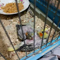 عروس هلندی واکسن خورده