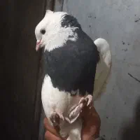 طوقی ماده واکسی|پرنده|دره شهر, |دیوار