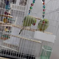 طوطی ملنگو|پرنده|آبادان, |دیوار