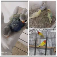 طوطی برزیلی تازه دونخور وسرلاکی کاملا دستی