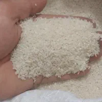 برنج هاشمی|حراج|لاهیجان, لفمجان|دیوار