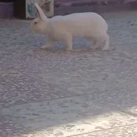 خرگوش|موش و خرگوش|گنبد کاووس, |دیوار