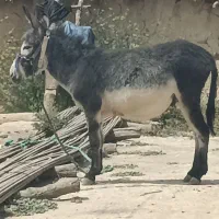 الاغ‌نر‌دوساله