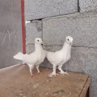 یه جفت کفتر کبوتر سفید