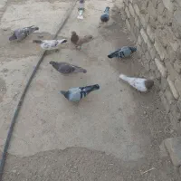 ۹تا کفتر پرشی دانه 170|پرنده|بشاریات, |دیوار