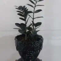 گل وگلدان|گل و گیاه طبیعی|اسلام‌‌آباد غرب, |دیوار