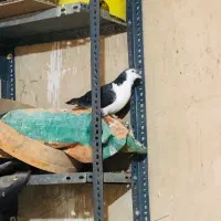 تعدادی کبوتر|پرنده|زاهدان, |دیوار