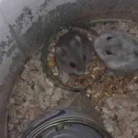 همستر کمپل|موش و خرگوش|تهران, پاسداران|دیوار