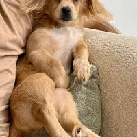 واگذاری سگ|سگ|بوشهر, |دیوار