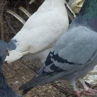 تعدادی پلاکی|پرنده|رامیان, |دیوار