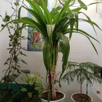 گل برگ ذرتی بزرگ