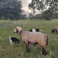 کوه قوچ شهرکردی به شرط