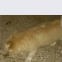 گمشده سگ|حیوانات|زابل, |دیوار