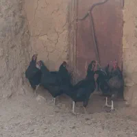 مرغ وخروس مرندی سیاه
