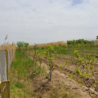 باغ|فروش خانه و ویلا|ماکو, |دیوار