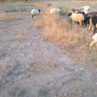 کاورآبستن برای داشت