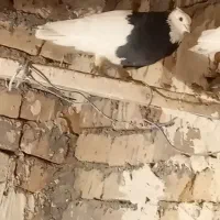 کبوتر طوقی|پرنده|بوئین زهرا, |دیوار