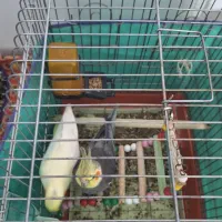 یک جفت عروس هلندی سخنگو