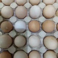 تخم مرغ محلی