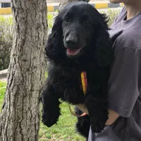 سگ نر و ماده کوکر اسپنیل|سگ|قزوین, |دیوار