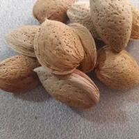 بادام نو|خوردنی و آشامیدنی|شیراز, بعثت|دیوار