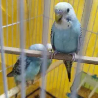 ۳ عدد مرغ عشق