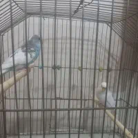 یک جفت مرغ عشق سرحال وآماده باقیمت مقطوع ۴۰۰تومان|پرنده|اهر, |دیوار