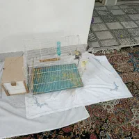 عروس هلندی جفت|پرنده|سبزوار, غرب نیروگاه|دیوار