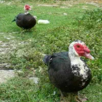 اردکاسرایلی