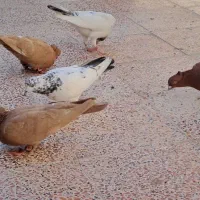 کبوتر|پرنده|رباط‌کریم, الارد|دیوار