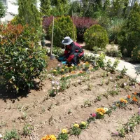 کلیه امور باغبانی با مناسب ترین قیمتها|خدمات باغبانی و درختکاری|کرج, دهقان ویلا|دیوار