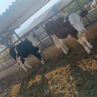 گوساله ماده سیمینتال|حیوانات مزرعه|ایوان, |دیوار