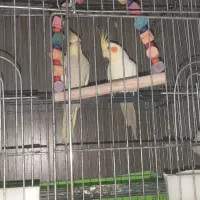 یک جفت عروس هلندی  بدون قفس|پرنده|پاکدشت, شهرک امام رضا|دیوار