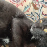 واگذاری گربه dsh