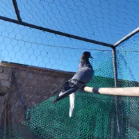 سبز نر تخت دم سفید|پرنده|چرداول, |دیوار