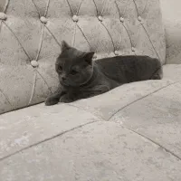 گربه نر ۸ ماهه اسکاتیش فولد|گربه|بابلسر, |دیوار