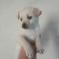 سگ پا کوتاه