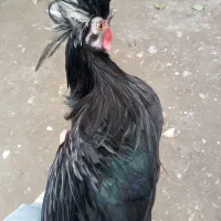 خروس لهستانی|حیوانات مزرعه|حویق, |دیوار