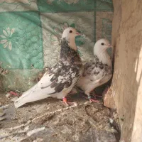 کبوتر|پرنده|بیرجند, |دیوار