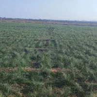 خرید و فروش پیاز زعفران