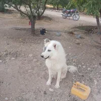 واگذاری سگ گله ای روزگاری
