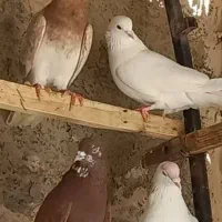 کفتر پرشی|پرنده|قرچک, محمد آباد|دیوار