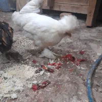 ستا.جوجه.سلطان