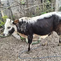 گاولیشه چالوسی ناف داردورگ|حیوانات مزرعه|رشت, خمیران زاهدان|دیوار