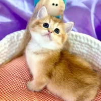 گربه اسکاتیش گلد اصیل