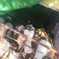 چهار تا گوساله نر