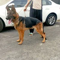 سگ ژرمن پژدر|سگ|قره چای, |دیوار