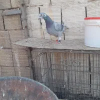 کبوتر گرفتنی پلاکی ماده معاوضه با کفتر معمولی|پرنده|قم, ولیعصر|دیوار
