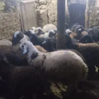 فروش تعدادی بره نروماده